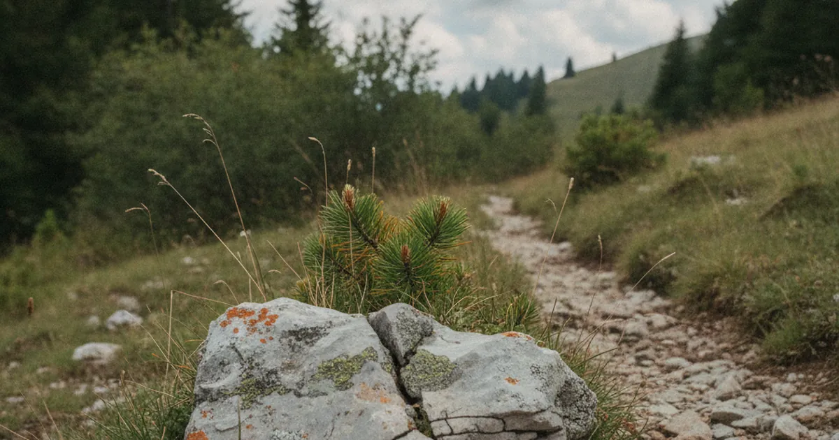 La limite de la forêt : pourquoi elle est où elle est